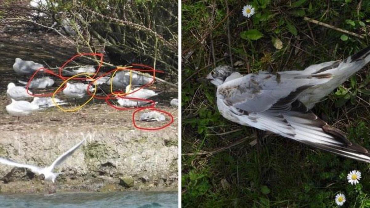 Endişe yaratan görüntü! Gökten ölü kuş yağıyor