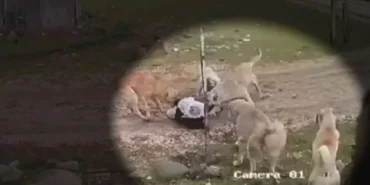 68301ed30a56a207__w1200xh727